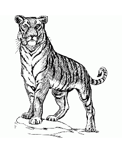 Tiger Motivstempel