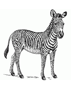 Zebra Motivstempel
