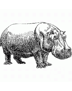 Flusspferd Motivstempel