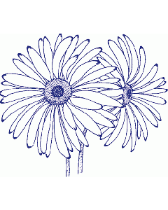 Margeritenblüte Stempel