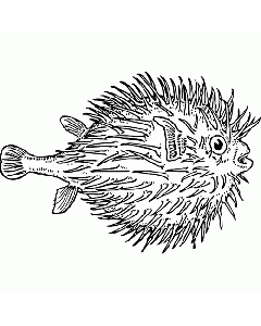 Kugelfisch Motivstempel