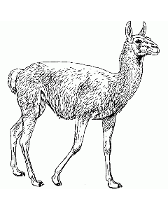 Lama Motivstempel