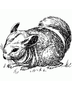 Motivstempel Chinchilla